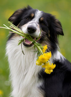 Annual heartworm checkup keeps spring in pets steps