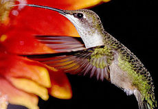 Feeding  hummingbirds provides entertainment and beauty