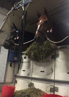 The Dutta Corporation will transport horses from South America and European countries in specialized vans. Grooms routinely accompany the horses.
 