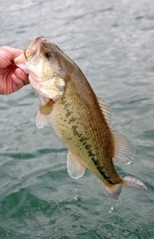A $1,000 payout will be awarded the person who catches the biggest largemouth bass at the annual Family Fest Fishing Tournament scheduled Saturday, April 19 at Lake Robinson.
 