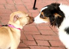The dogs take the opportunity to introduce themselves and make new friends.
 