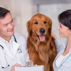Managing diabetic pets at home is good for you and your pet 