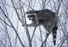 Youth raccoon hunts to be hosted throughout South Carolina