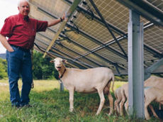 Local sheep owner Steve Wood with new tenants of Furman solar farm.