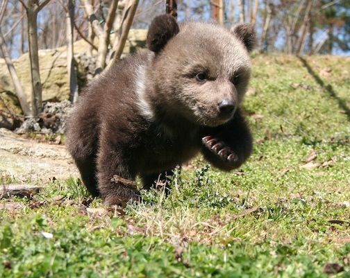 Visitors met the two-month old Syrian brown bear cub during the park’s fifth annual International Earth Day celebration last Saturday.