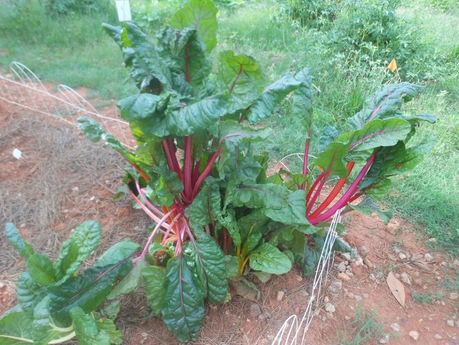 Somebody is going to have a healthy rhubarb harvest. This is the only rhubarb plant being harvested in the community garden.