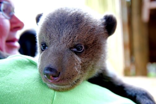 The cubs are cuddly and easy to handle at this age.