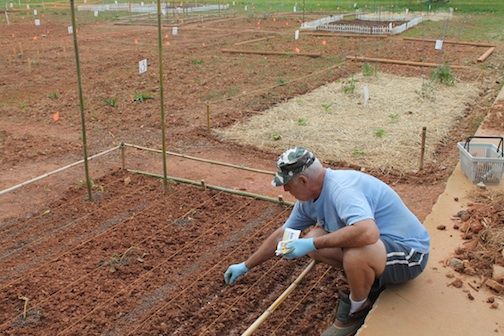 Joe Boch meticulously plants his beans at the Greer Memorial Hospital community garden.