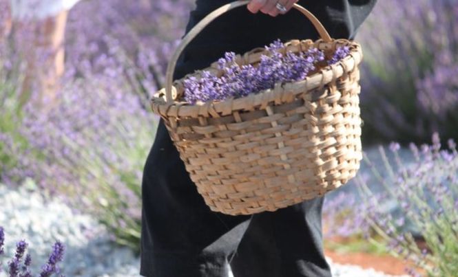 A bushel of freshly cut lavender.
 