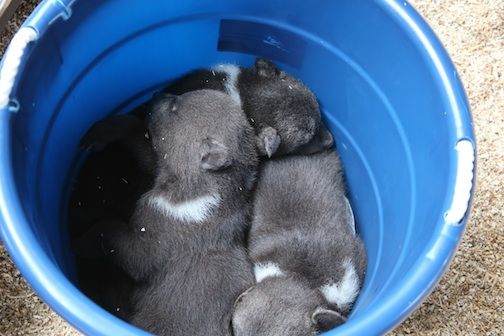 The cubs nap together in a bucket to promote closeness.