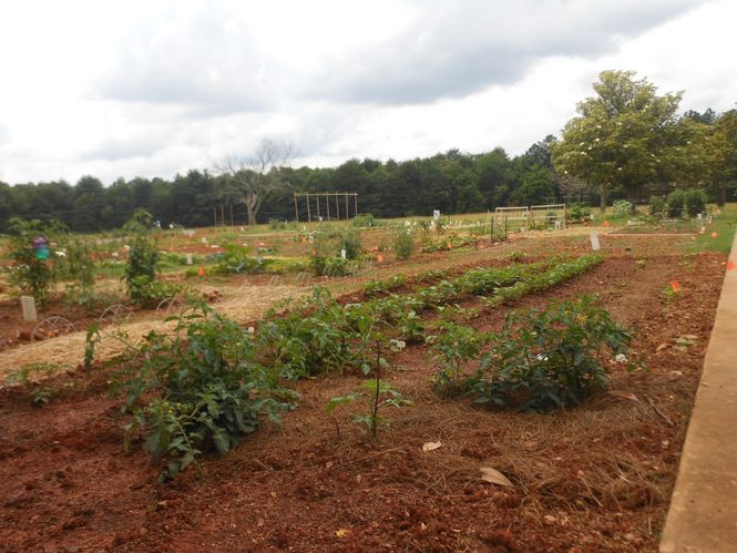 Friends of Greer Memorial Hospital are combining their garden plots to share the work and enjoy the plentiful fruit and vegetables it will grow. Excess food produced by families and friends will be donated to food banks in the Greer area.