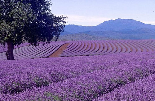 Mary and Tim visited parts of the country that had fields of lavender. It helped convince them of the beauty and rewards of the business.
 
 