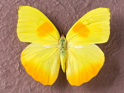 Orange Barred Sulphyr Butterfly